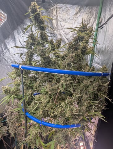 Mixed Grow — flower, day 128