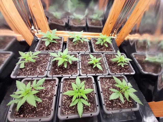 Critical Feminisiert Ganjafarmer  — vegetative, day 22