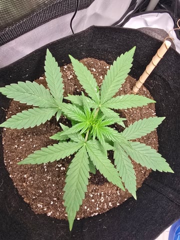 Pull my finger and Mowie Wowie — grow_setup, day 48