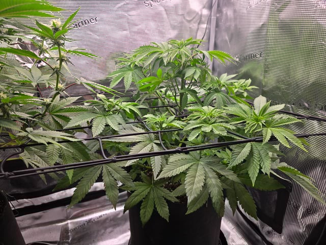 Northern lights #10 2nd plant (Selkies) — flower, day 40