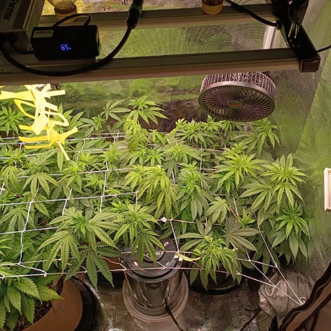 TentPlantLightFan — vegetative, day 71
