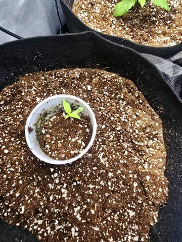 Coco Grow — seedling_rooting, day 12