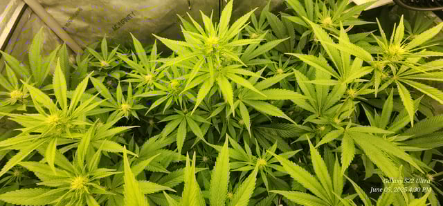 Punch Mints Pheno #2 — flower, day 17