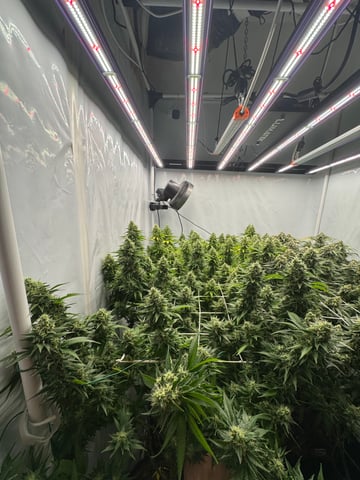 Permanent Marker, Gary Payton — flower, day 48