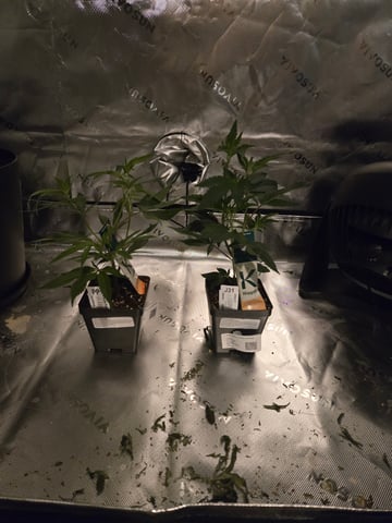 Evermore clones — vegetative, day 5