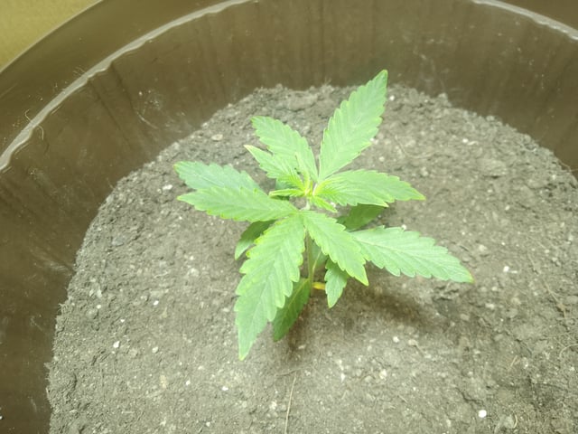Selene — grow_setup, day 2