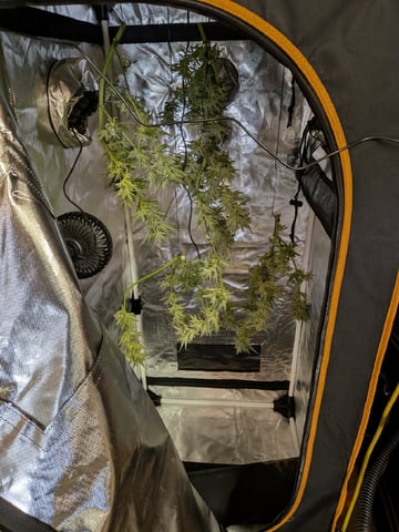 October Start — flower, day 125