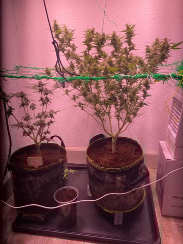 pineapple Express  — flower, day 27