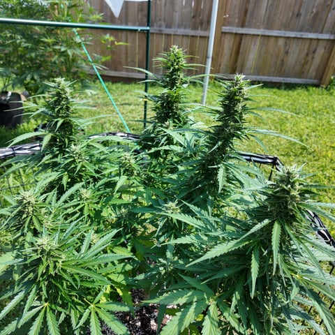 Keepers OG Auto — auto, day 12