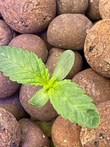 1st Ever Grow (Fat Bastard)(RDWC)  — seedling_rooting, day 11