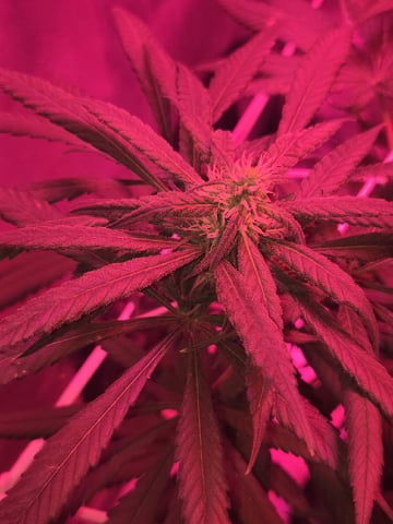 first grow second plant  — flower, day 82