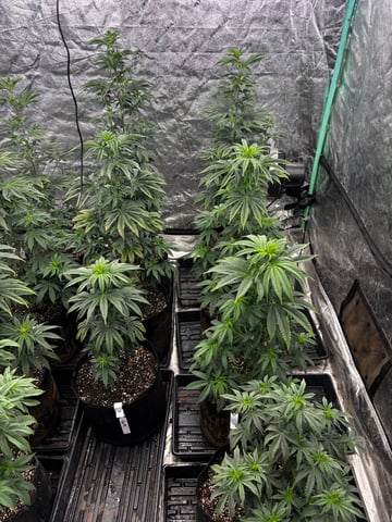 Mixed Freebies — flower, day 72