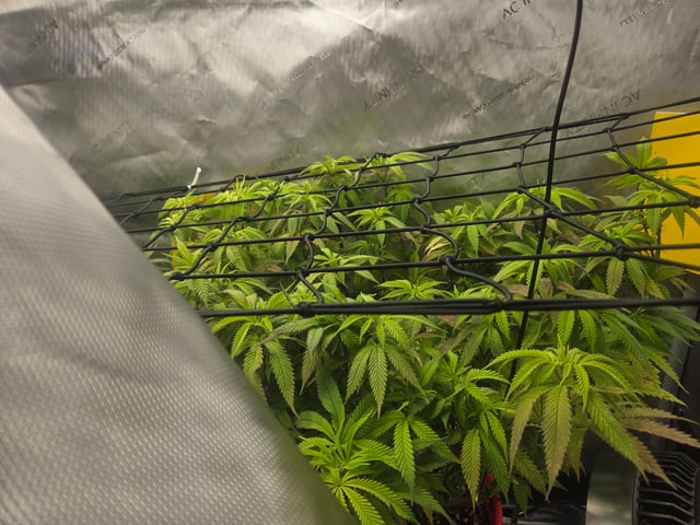 First Grow — vegetative, day 40