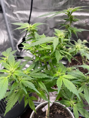 BETTERDAYZBUDZ — flower, day 15