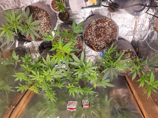 Ghetto Growing — grow_setup, day 18