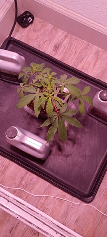 FKAFL — vegetative, day 6