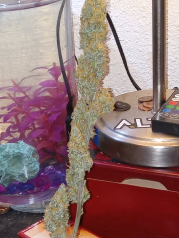   and one L.a kush cake . — flower, day 124