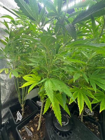 Mimosa x Orange Punch, Runtz Carlton, Gush Mints x Grape Cake Cream — vegetative, day 51