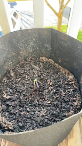 My First Grow — seedling_rooting, day 2