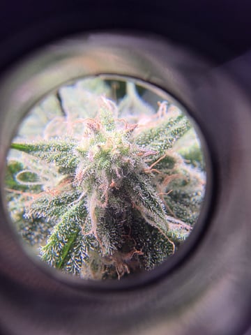 Blue Dream Feminized  — flower, day 138