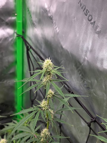 Auto RuntzxWreck — flower, day 25