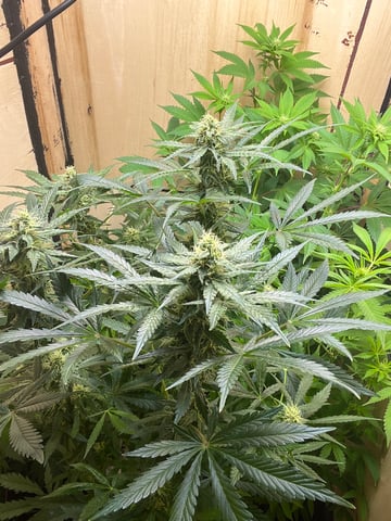 CMA  — flower, day 70