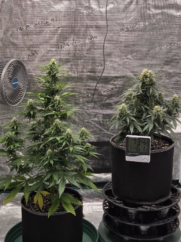 StrawZ (autoflower) — flower, day 64