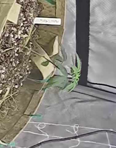 new tent — germination, day 27