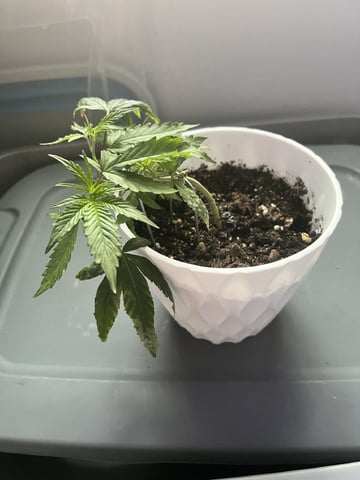 Banjo Clones — vegetative, day 61