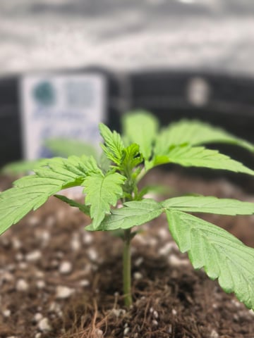 I'll get it right — vegetative, day 23