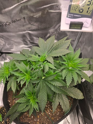 Northern lights #10 (Alaska) — vegetative, day 24