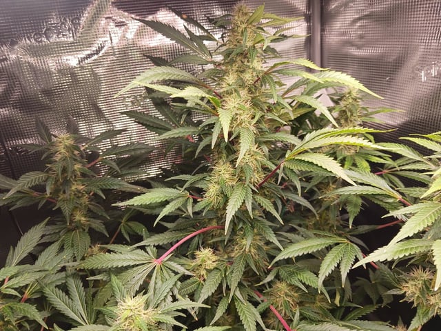 9lbhammer feminized  — harvest, day 84