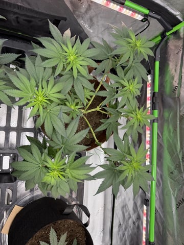 First Grow – Learning Every Day — vegetative, day 41