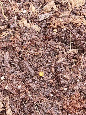 1st plant. Strain: Green Gelato AutoFlower — seedling_rooting, day 14