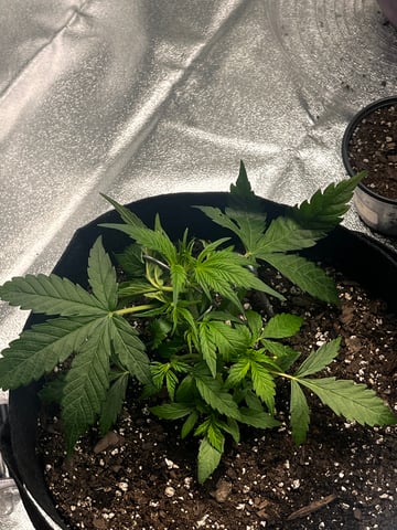c — vegetative, day 7