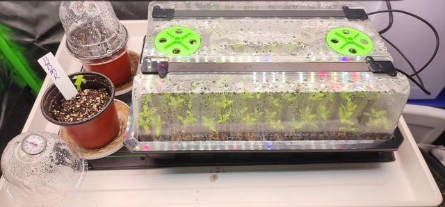 Here We Grow... — seedling_rooting, day 10