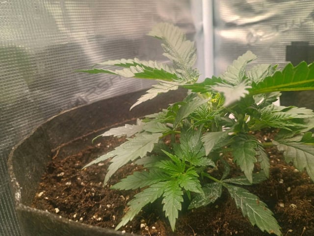 lil Slurry, first grow — vegetative, day 23