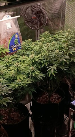 TentPlantLightFan — flower, day 98