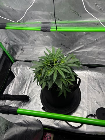 Fall 2025 Grow — vegetative, day 28