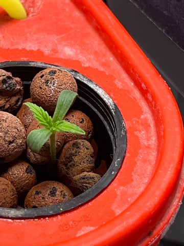 The First One — seedling_rooting, day 6