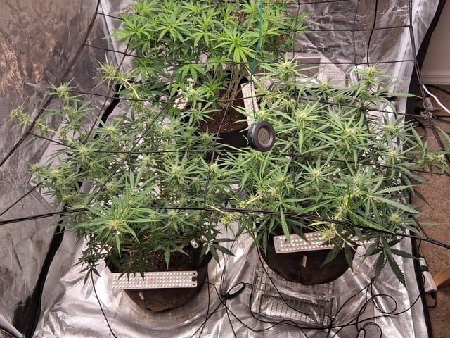 Seedman mix auto & seedman mix auto & GodFather OG — flower, day 71