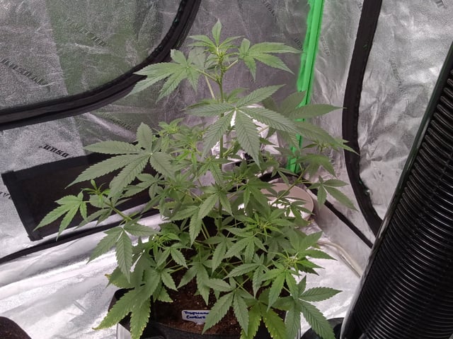 Blackberry Moonrocks Auto & Purple Tropicana Cookies Auto — flower, day 18