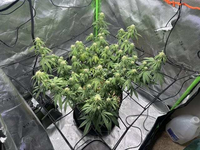 Pine (Auto) 2025 - 0 — flower, day 59