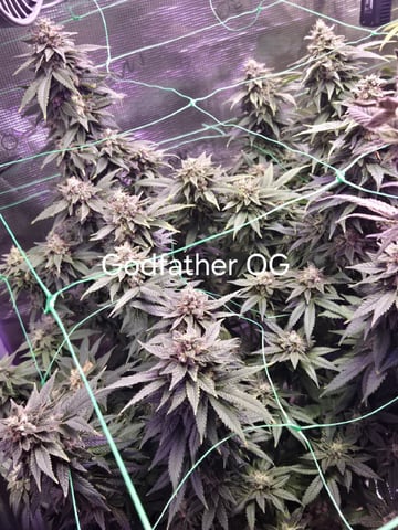 4 strains in 1 tent — flower, day 127