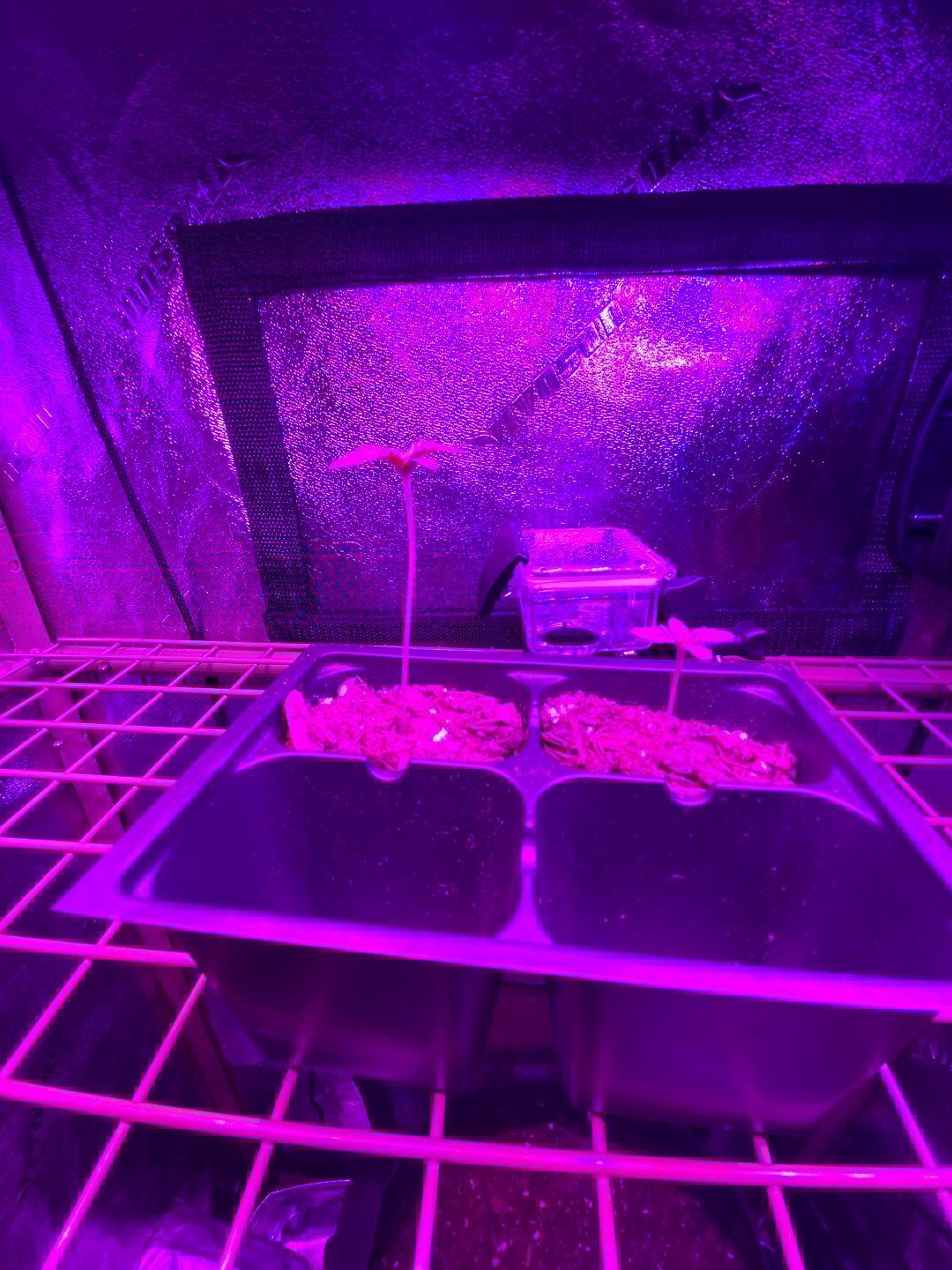 Amnesia Haze (First Ever Grow)