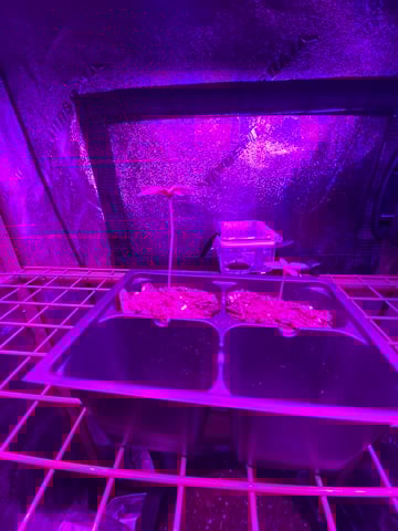Amnesia Haze (First Ever Grow) — germination, day 1