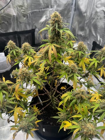 First Grow — flower, day 79