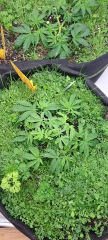 First Grow with the new setup  — vegetative, day 30