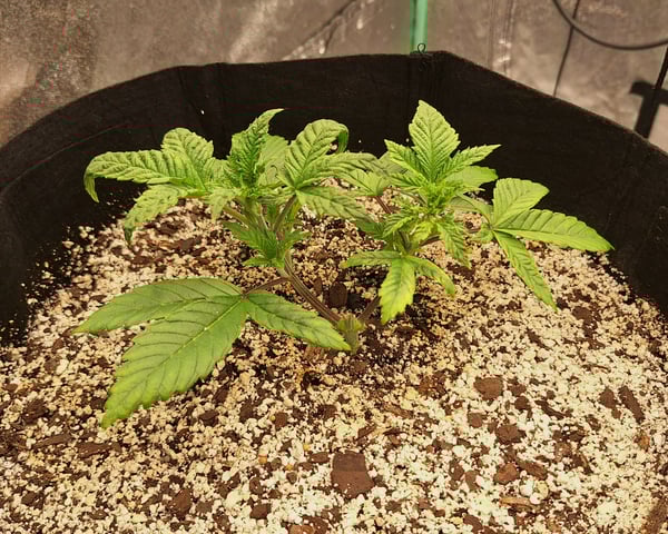 Blackberry Kush — vegetative, day 27
