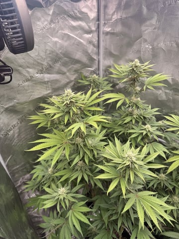 Oreo_BMG#2 — grow_setup, day 2